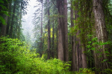 Views in the Redwood Forest, Redwoods National & State Parks California