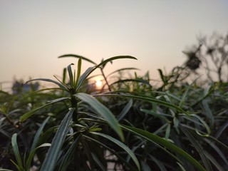 sun set behind the leaves in the garden