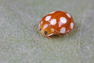 ladybug on green leaves, North China