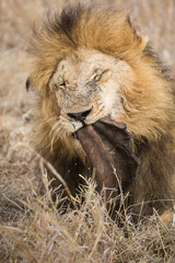 An adult male lion, Panthera leo, eating the hide of an African buffalo or Cape buffalo, Syncerus caffer.