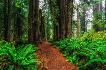Fototapeta premium Views in the Redwood Forest, Redwoods National & State Parks California