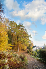 Colorful autumn landscape with oak trees