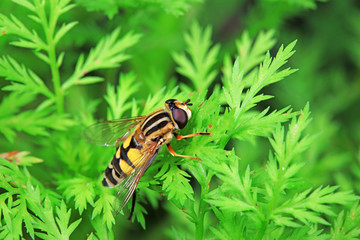 Syrphidae in natural state, North China