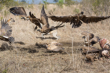 White-backed vultures, Gyps africanus, feeding on the carcass of a Cape buffalo scatter as spotted hyenas approach.