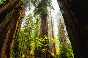 Views in the Redwood Forest, Redwoods National & State Parks California