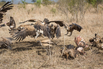 White-backed vultures, Gyps africanus, feeding on the carcass of a Cape buffalo scatter as a spotted hyena approaches.