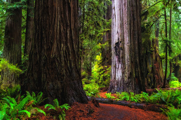 Views in the Redwood Forest, Redwoods National & State Parks California