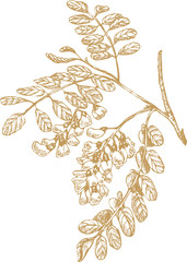 Hand drawn vector  illustration of acacia robinia branch.