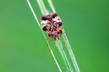 Stink bug on green leaves, North China