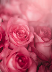 Blur Holiday concept Valentine's Day. Pink background with roses