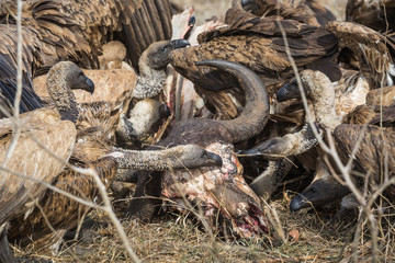 White-backed vultures, Gyps africanus, feeding on the carcass and skull of a Cape buffalo.