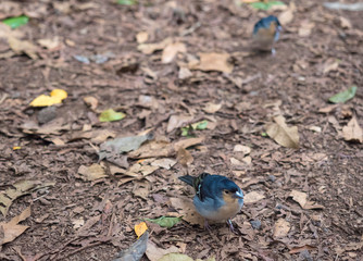 La Palma chaffinch, Fringilla coelebs palmae, Palman chaffinch male perched on forest ground at Laurel forest, subtropical rainforest at hiking trail Los Tilos, La Palma, Canary Islands, Spain