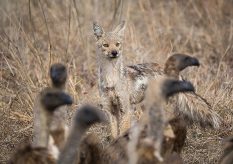 A side-striped jackal, Canis adustus, approaching the carcass of a Cape buffalo covered in feeding white-backed vultures, Gyps africanus.