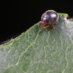 ladybug on green leaves, North China