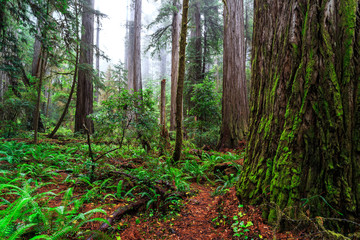 Views in the Redwood Forest, Redwoods National & State Parks California