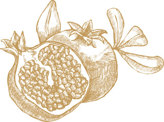 Hand drawing vector illustration of pomegranate fruit.