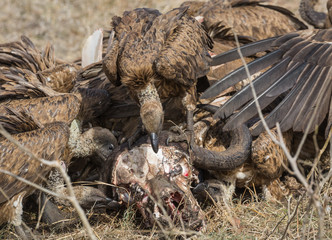 White-backed vultures, Gyps africanus, feeding on the carcass and skull of a Cape buffalo.