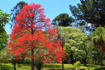 Naklejka premium Brisbane Botanic Garden