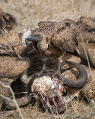 White-backed vultures, Gyps africanus, feeding on the carcass and skull of a Cape buffalo.