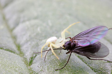 Crab spider preys on mosquitoes, North Chin