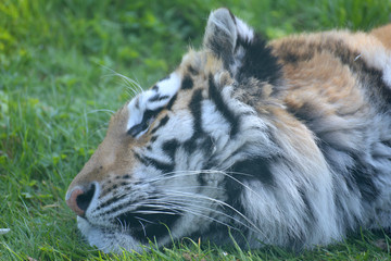 Sumatran tiger, Panthera tigris sumatrae, 