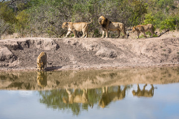 An pride of lions, Panthera leo, walking to drink at a water hole.
