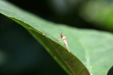 mosquitoes insect on green leaves, North China