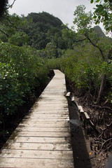 Fototapeta na wymiar Steg durch die Mangroven