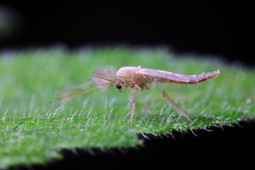 mosquitoes insect on green leaves, North China