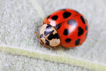 ladybug on green leaves, North China