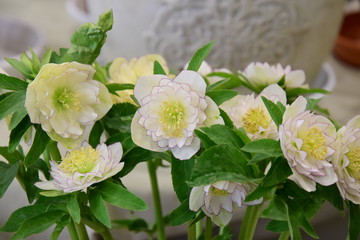 クリスマスローズ