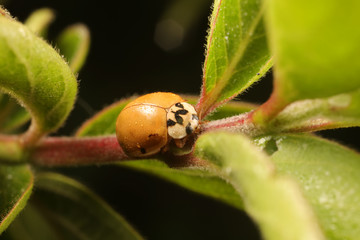 ladybug on green leaves, North China