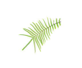 collection tropical green fern leaf on white background