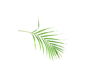tropical nature green palm leaf isolated pattern background
