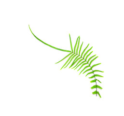 collection tropical green fern leaf on white background clipping path