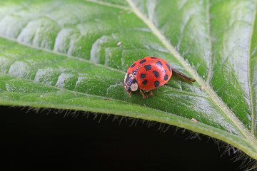 ladybug on green leaves, North China