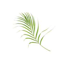 Fototapeta na wymiar tropical nature green palm leaf isolated pattern background clipping path
