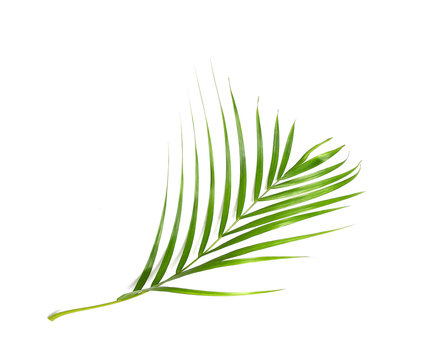 tropical nature green palm leaf isolated pattern background clipping path - Powered by Adobe