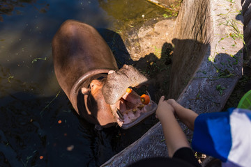 Fototapeta premium Chiang Mai , Thailand - January, 19, 2020 : Hippopotamus in the zoo are eating carrot from the tourist in Chiangmai zoo.