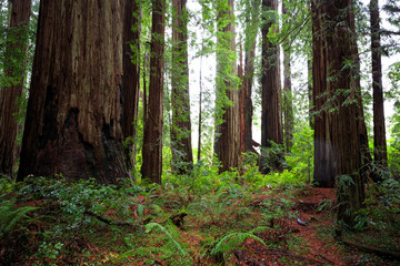 Views in the Redwood Forest, Redwoods National & State Parks California