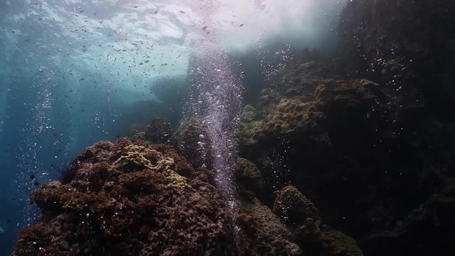 Underwater cliffs overgrown with corals and sea anemones. Many fish of different species and clear water. The wall of Richelieu Rock diving site, Surin Islands, Similan Island Archipelago. Thailand.