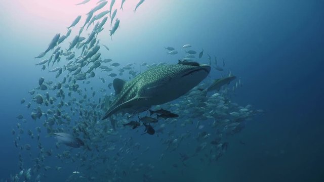 A huge Whale Shark swims with flock of Travally and Remoras in clear water. Underwater diving seascape.