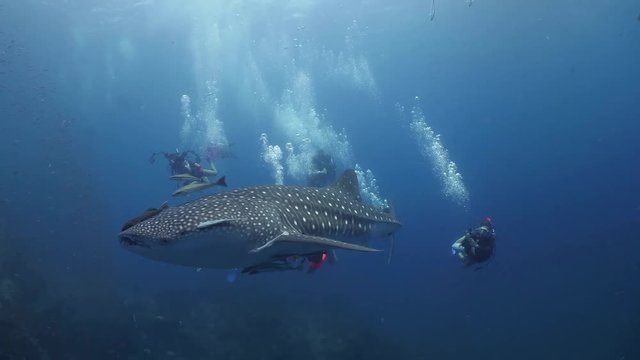 Group of divers photographing and filming a huge Whale Shark. Underwater diving seascape.