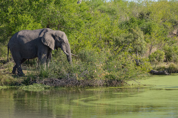 Fototapeta premium An African elephant, Loxodonta africana, eating in front of green trees and a water hole covered in green algae.