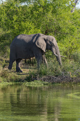 Fototapeta premium An African elephant, Loxodonta africana, eating in front of green trees and a water hole covered in green algae.