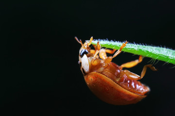 ladybug on green leaves, North China