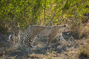 A leopard, Panthera pardus, walking in a grassy area.