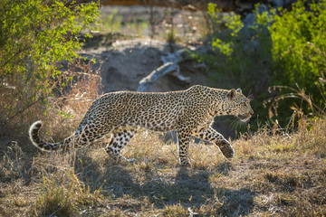 A leopard, Panthera pardus, walking in a grassy area near a riverbed.