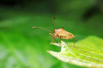 Stink bug on green leaves, North China
