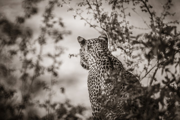 A leopard, Panthera pardus, looking out for prey.